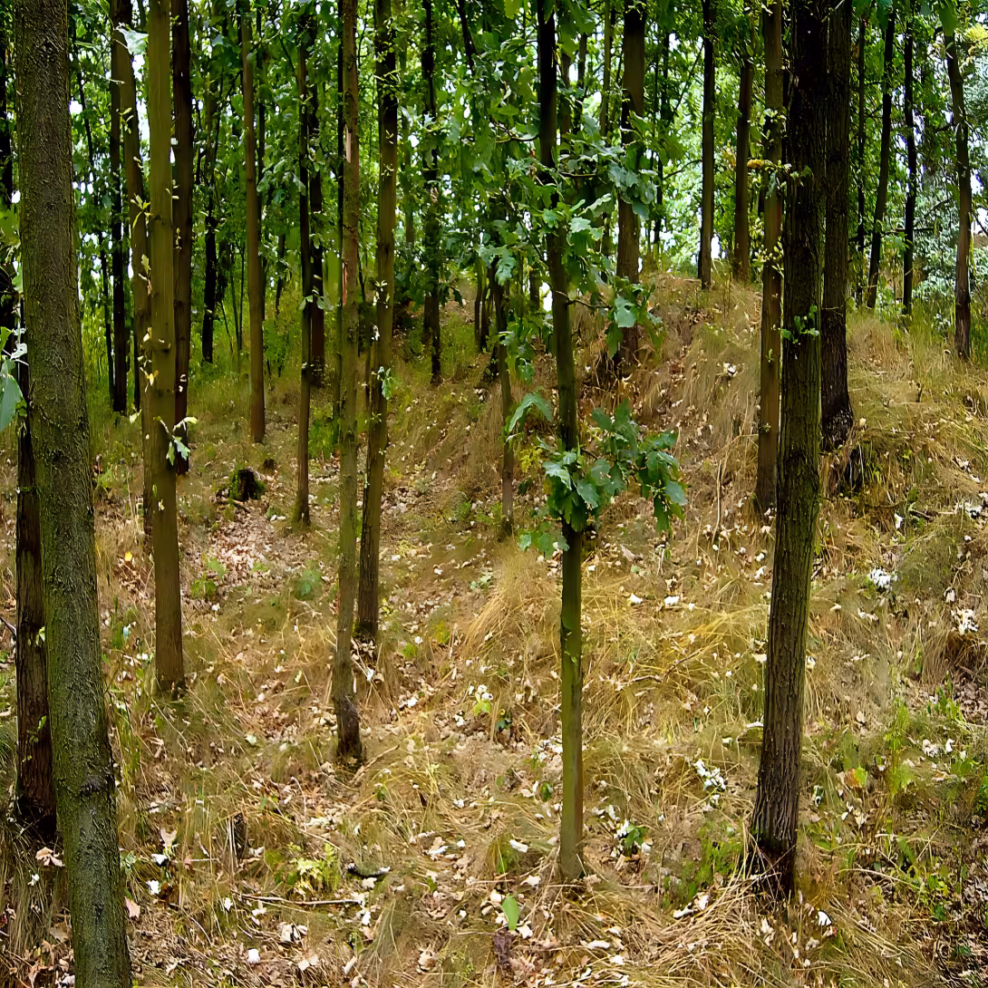 Poděhusy