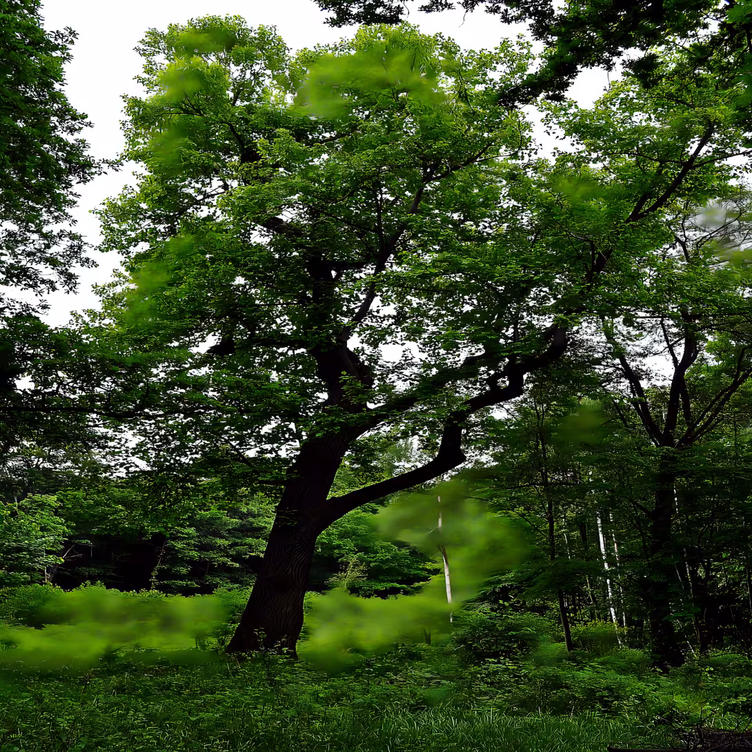 Jezeřské arboretum